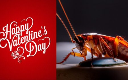 Texas Zoo Lets You Name Cockroach After Your Ex, Feed It To Animal