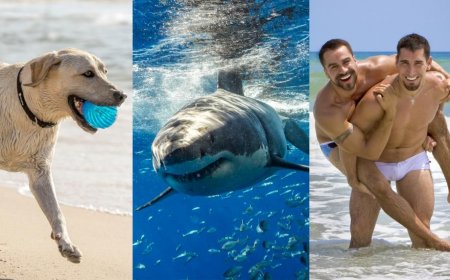 Sharks Attacked in These 8 States in 2022