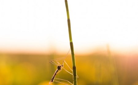 5 steps to protecting yourself from mosquitoes on your next camping trip