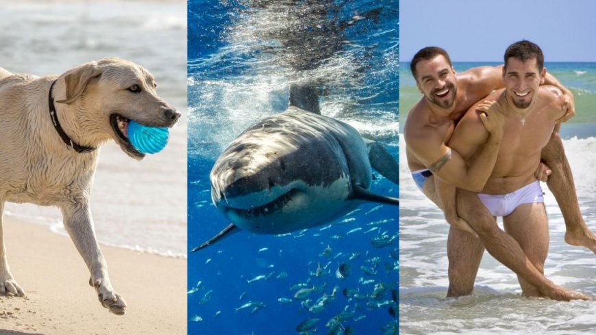 Sharks Attacked in These 8 States in 2022