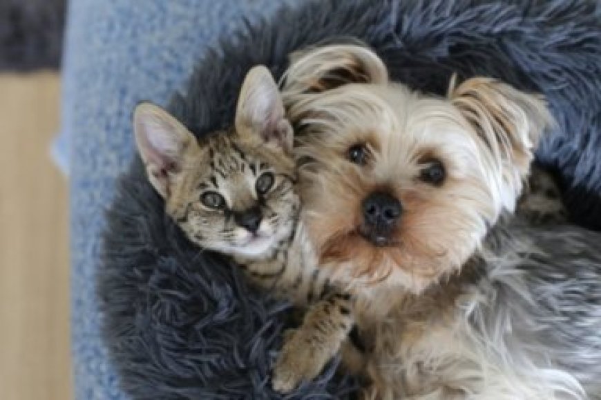 Furry fun! Enter your cat or dog in our Pet Photo Contest, and win!