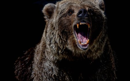 When a Bear Attacks Don't Shove Your Slower Friend Down NPS Says