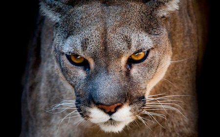 Mountain Lion Attacks 64-Year-Old Man on Rafting Trip