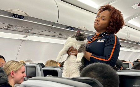 Why The Chonky JetBlue Cat is the Hero We Need