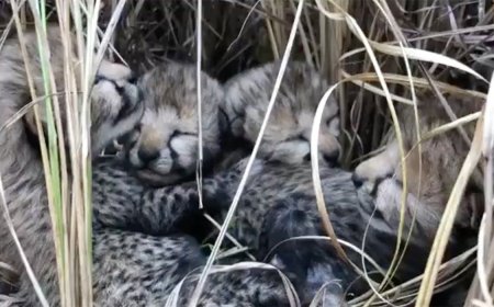 See First Baby Cheetahs Born in India in More than 70 Years