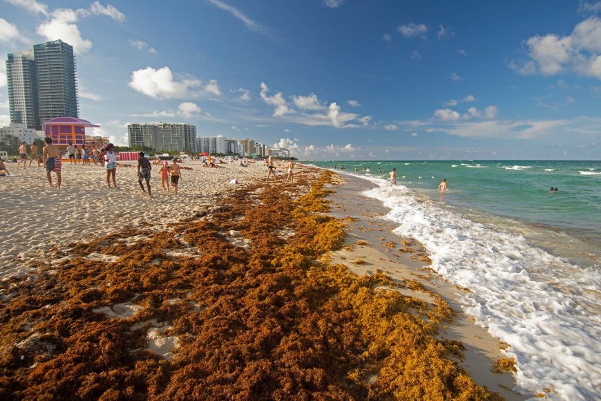 5,000-Mile-Wide Seaweed Threatens Caribbean & Florida Beaches