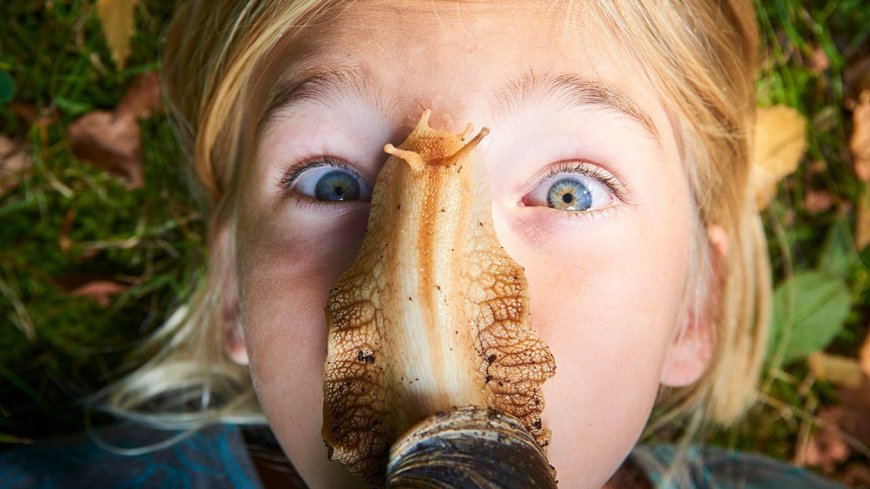 Customs Agents Find Six Illegal Giant Snails in Passenger’s Luggage