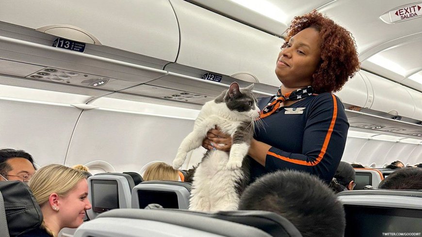 Why The Chonky JetBlue Cat is the Hero We Need