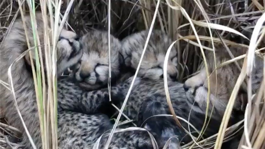 See First Baby Cheetahs Born in India in More than 70 Years