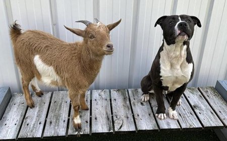 Did This Dog and Goat Find Their Forever Home Together?