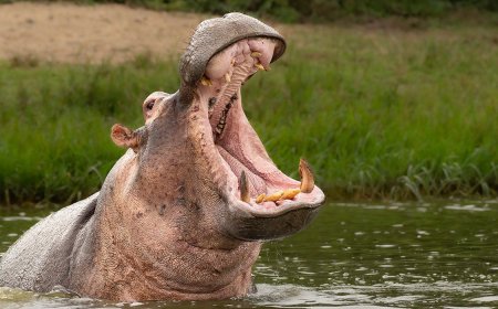 Helpful Tips to Survive Getting Eaten by a Hippopotamus