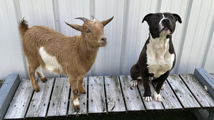 Did This Dog and Goat Find Their Forever Home Together?