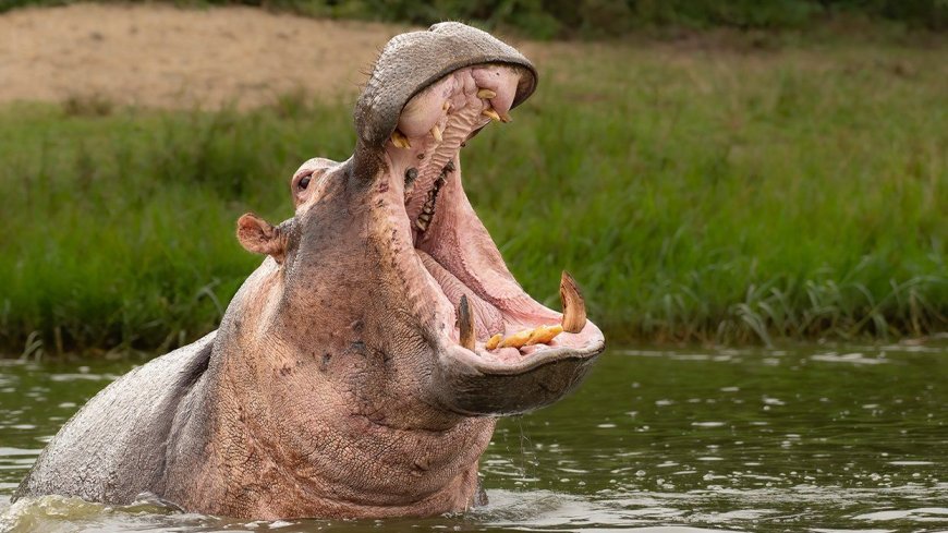 Helpful Tips to Survive Getting Eaten by a Hippopotamus