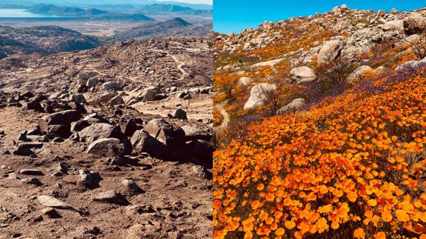 15 Pics Show How a Devastating Wildfire Gave Birth to a Super Bloom of Wildflowers