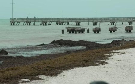 Massive Swath of Seaweed Hits Florida Beaches