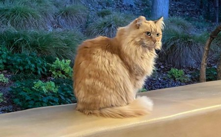 Beloved Disney Park Mouser Nutmeg Has Died