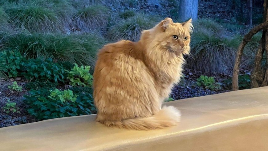 Beloved Disney Park Mouser Nutmeg Has Died