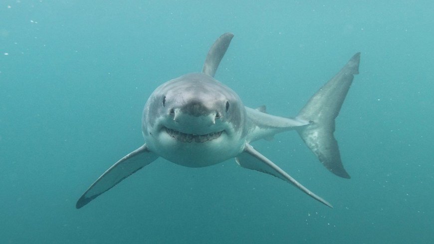 Teacher Presumed Dead After Shark Attack off South Australia