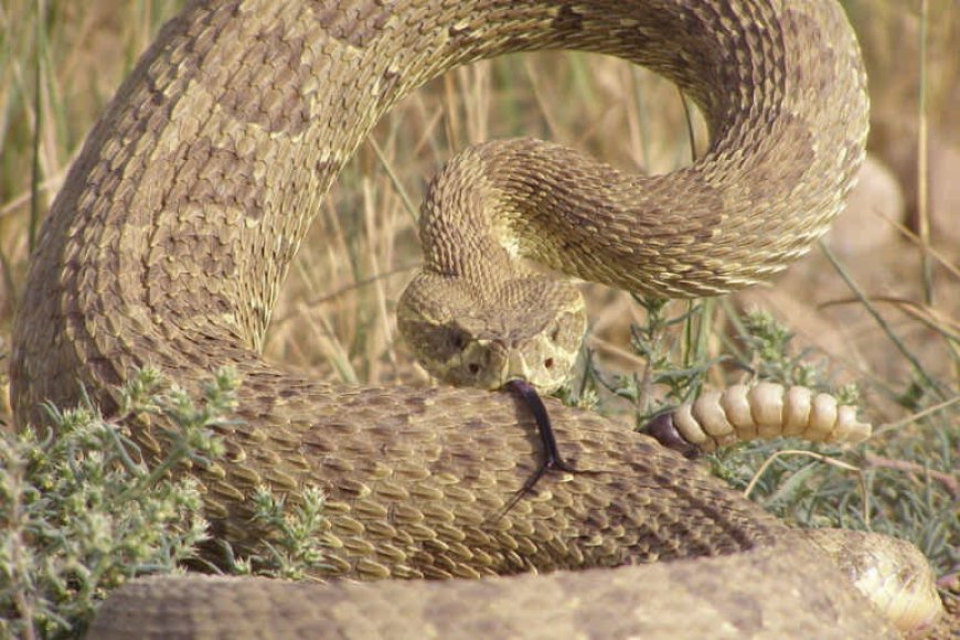 Rattlesnakes can calm down their friends, study shows