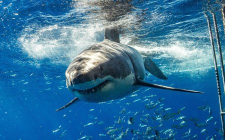 Long Islands Shark Attacks – Is It Safe to Swim?