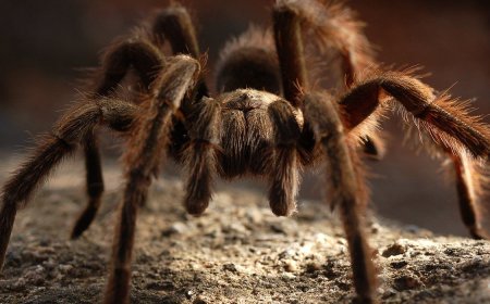 ’Tis the Season for Love-Struck Tarantulas in Southern California