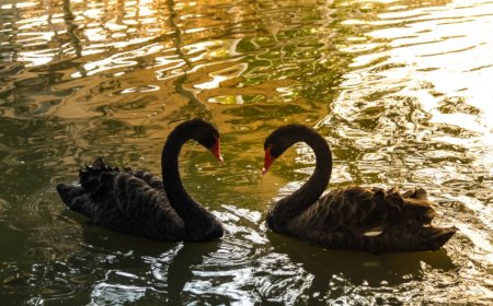 Gay Swan Couple Provided 3D-Printed Eggs by Zoo for Nest Building