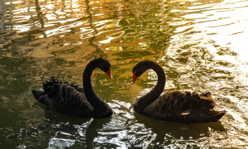 Gay Swan Couple Provided 3D-Printed Eggs by Zoo for Nest Building