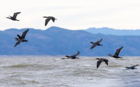 Fixing the cormorant disaster on the Columbia: ‘How could this have come out any worse?’