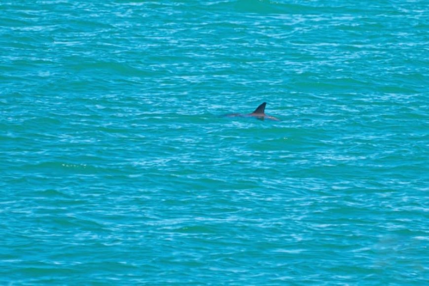 The secret sex lives of harbor porpoises in the San Francisco strait