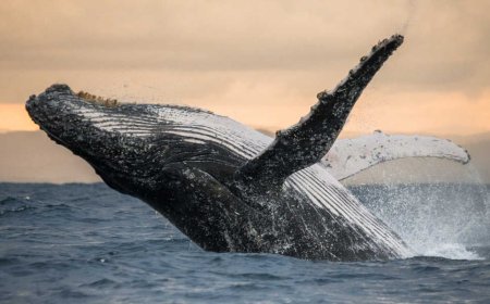 Breaking Barriers: The Surprising Homosexual Behavior of Humpback Whales
