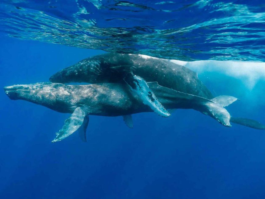 Gay Whales: First Humpback Sex Tape Ever Turns Out To Be Two Males … But, It’s Complicated … FULL REPORT