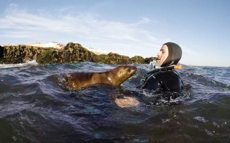 Swimming with sea lions in the Galapagos Islands