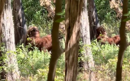 TikToker Claims to Capture ‘Best Footage to Date’ of Bigfoot in ‘Scariest Moment’ of Their Life