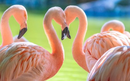 Gay Flamingo Dads Successfully Hatch and Raise Adopted Chick at San Diego Zoo Safari Park