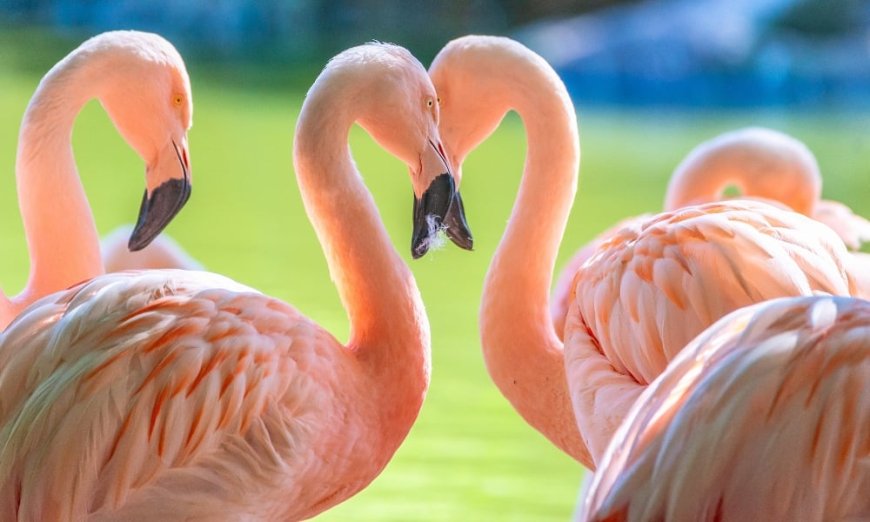 Gay Flamingo Dads Successfully Hatch and Raise Adopted Chick at San Diego Zoo Safari Park