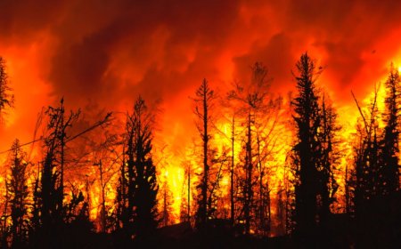 How to Help Los Angeles Wildfire Victims: Donations, Volunteering, and Essential Resources