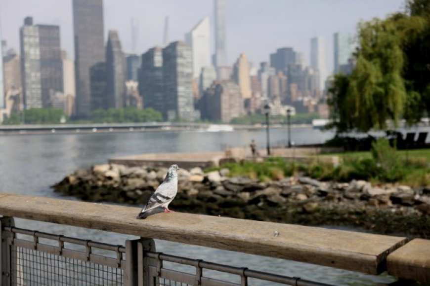 Nature meets Pride at Queer Birding event at LIC waterfront park