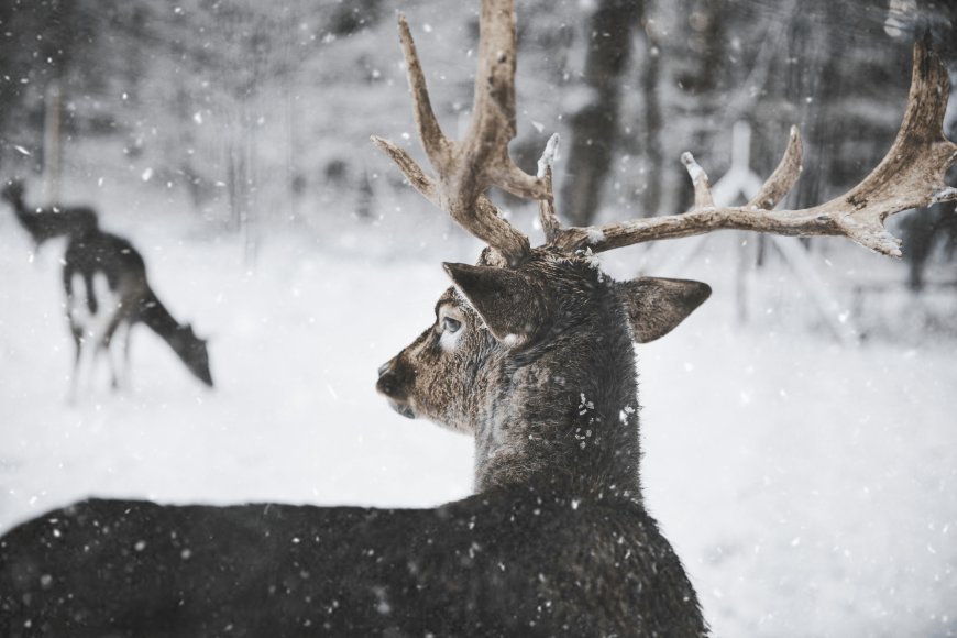 The Ultimate Deer Hunting Gear Checklist for Female Hunters