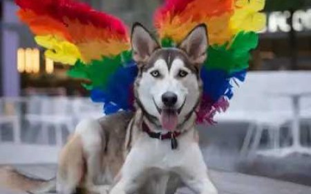 NYC’s Woof Fest Returns for Pride Month With a Free Dog Costume Contest, Drag Shows, and More