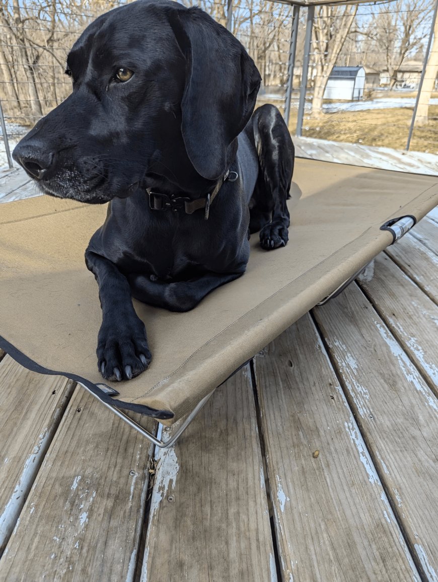 My Review of the K9-KOT