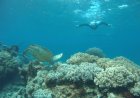 What to Expect on an Oahu Morning Catamaran Snorkel Adventure