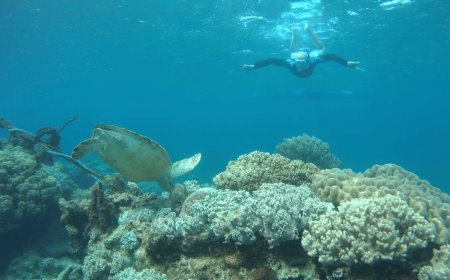 What to Expect on an Oahu Morning Catamaran Snorkel Adventure