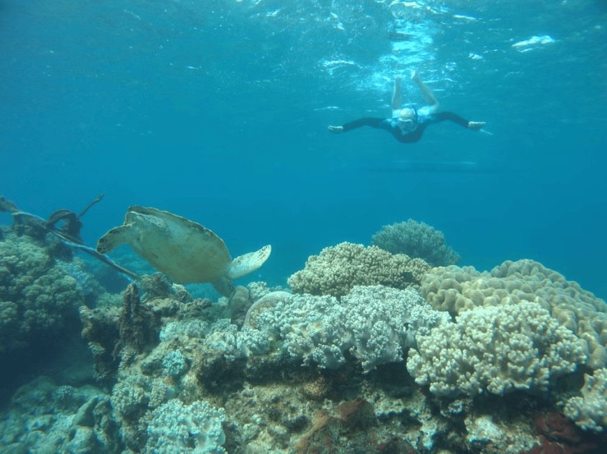 What to Expect on an Oahu Morning Catamaran Snorkel Adventure